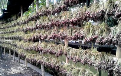 Keluh Kesah Petani Bawang Desa Rensing Bat