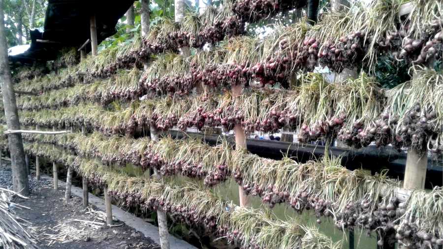 petani bawang desa rensing bat