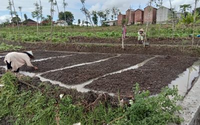 Masuki Musim Hujan, Petani Rensing Bat Mulai Semai Bibit Padi