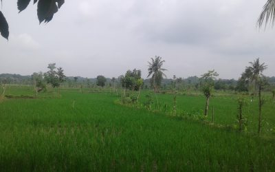 Hamparan Hijau Padi Sawah Pertanian Desa