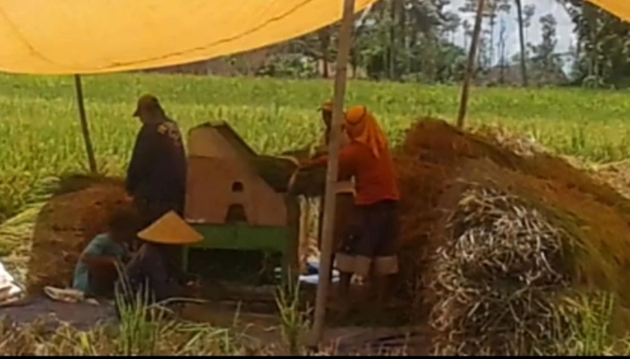 Petani Rensing Bat Kekurangan Buruh untuk pemanenan padi