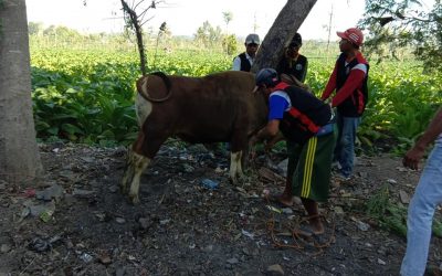 8 Tahun Berqurban di Rensing Bat