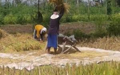 Menjelang Ramadhan, Petani Rensing Bat keluhkan kurangnya Buruh Panen Padi