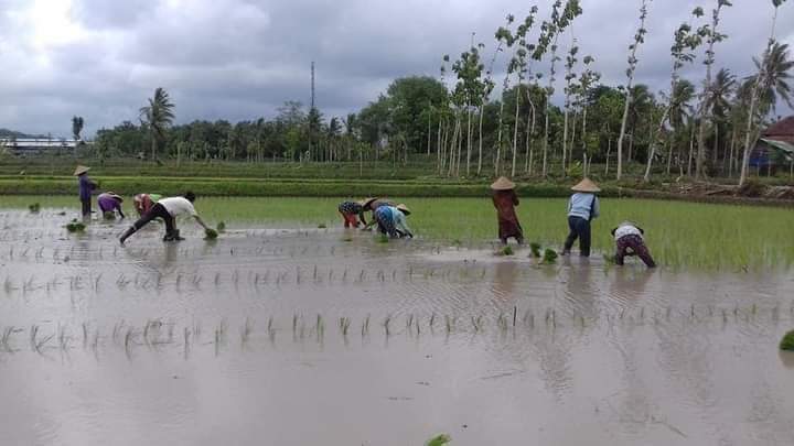 Musim Hujan Tiba, Petani Desa Rensing Bat Mulai Tanam Padi