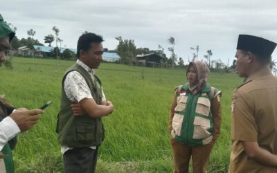 Perkuat Ketahanan Pangan, Dinas Pertanian  Tinjau Lahan Padi di Rensing Bat