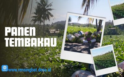 Panen Raya Tembakau Desa Rensing Bat, Asa Warga pada Kilau Si Daun Emas